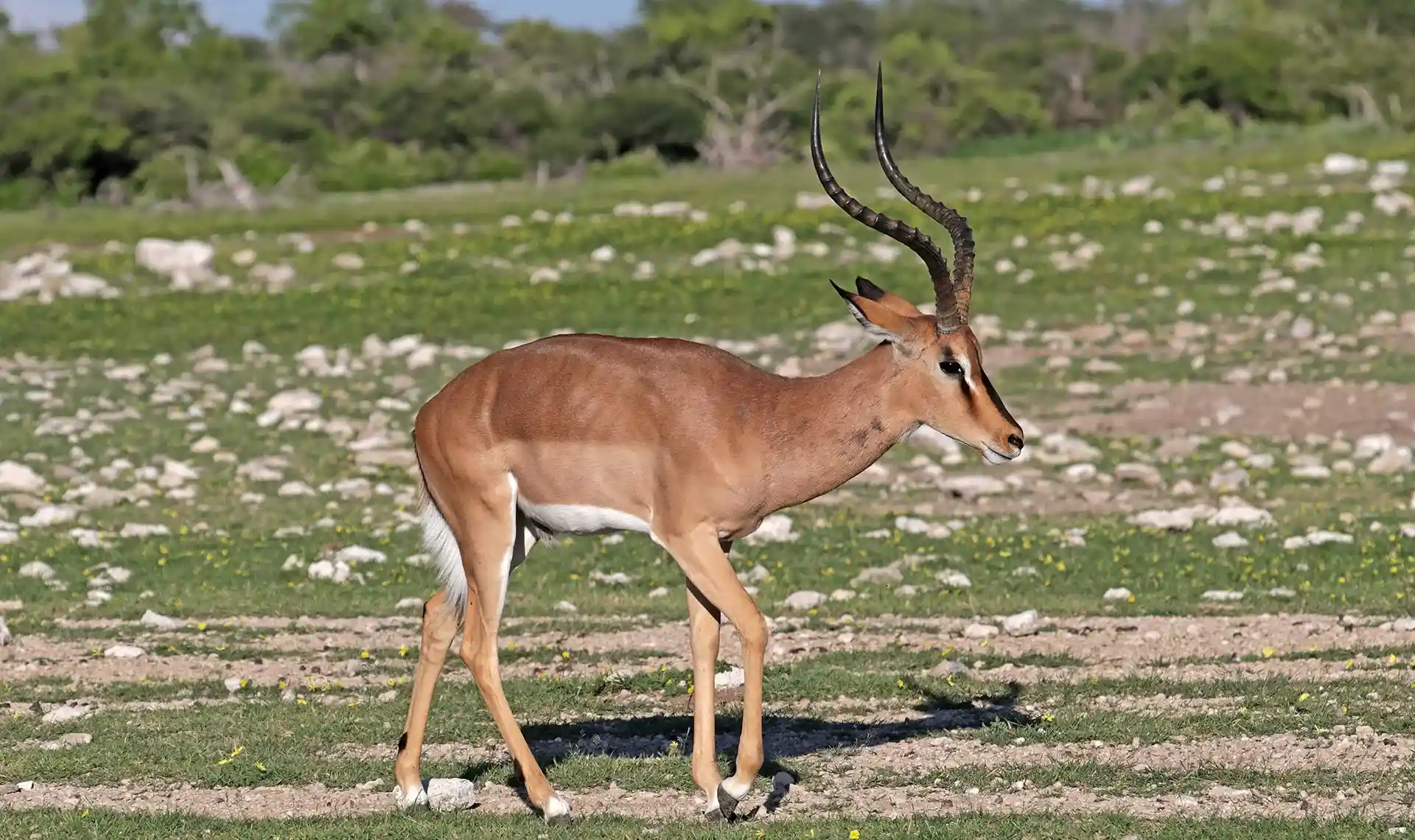 Impala de cara negra - Variante de color rara del impala con marcas facia...